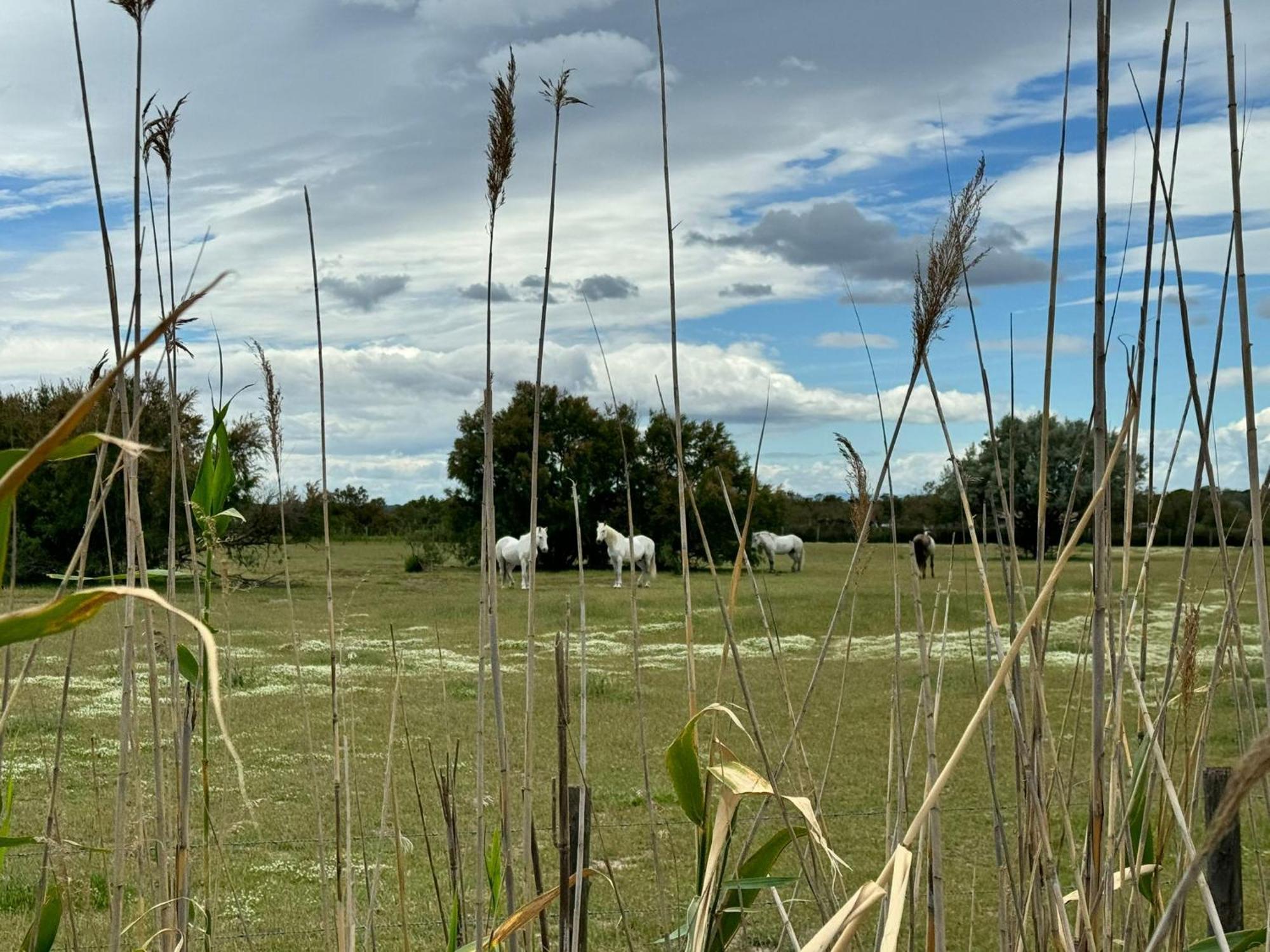Le Mazet Sooksabai, Confort, Charme Et Decouverte En Petite Camargue Saint Laurent d'Aigouze Bagian luar foto