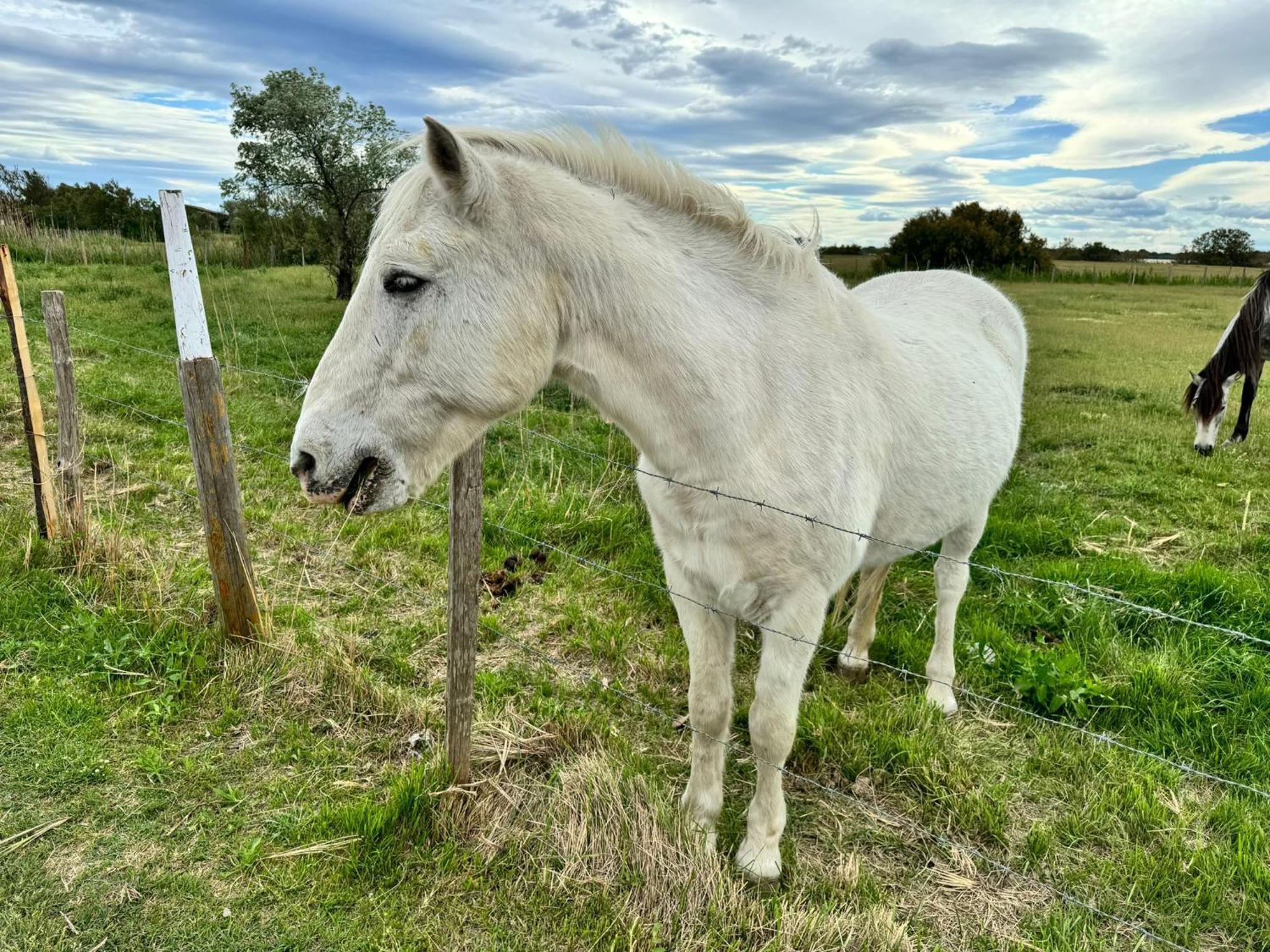 Le Mazet Sooksabai, Confort, Charme Et Decouverte En Petite Camargue Saint Laurent d'Aigouze Bagian luar foto